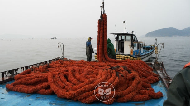 국립수산과학원, 멍게 외해양식 연구교습 어장 운영