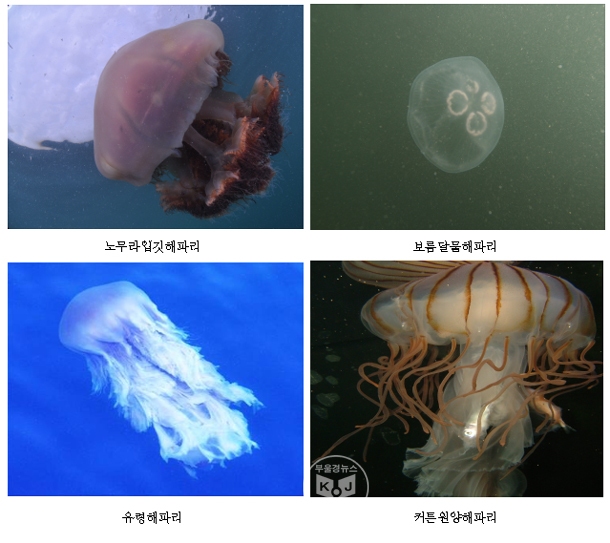 국립수산과학원, 우리바다 출현하는 해파리 정보 한 번에 본다