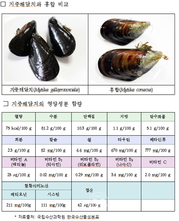 국립수산과학원, 추운 날씨 지중해담치(홍합)로 건강챙기세요
